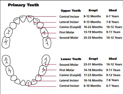 Baby Teeth Eruption Timeline | Baby Chick