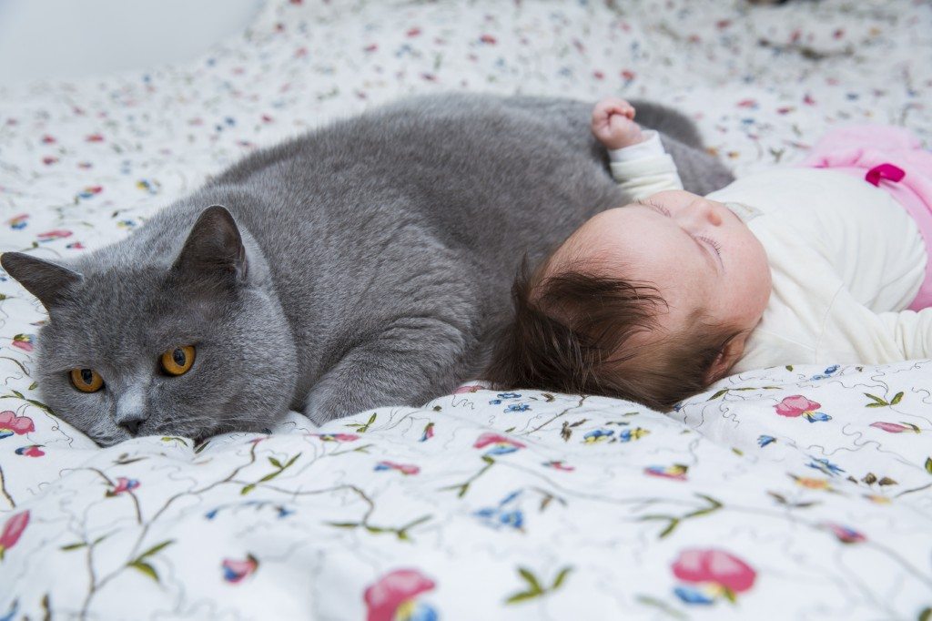 Brirish-shorthair-cat-and-cute-newborn-baby-girl-on-bed-000062225986_Large