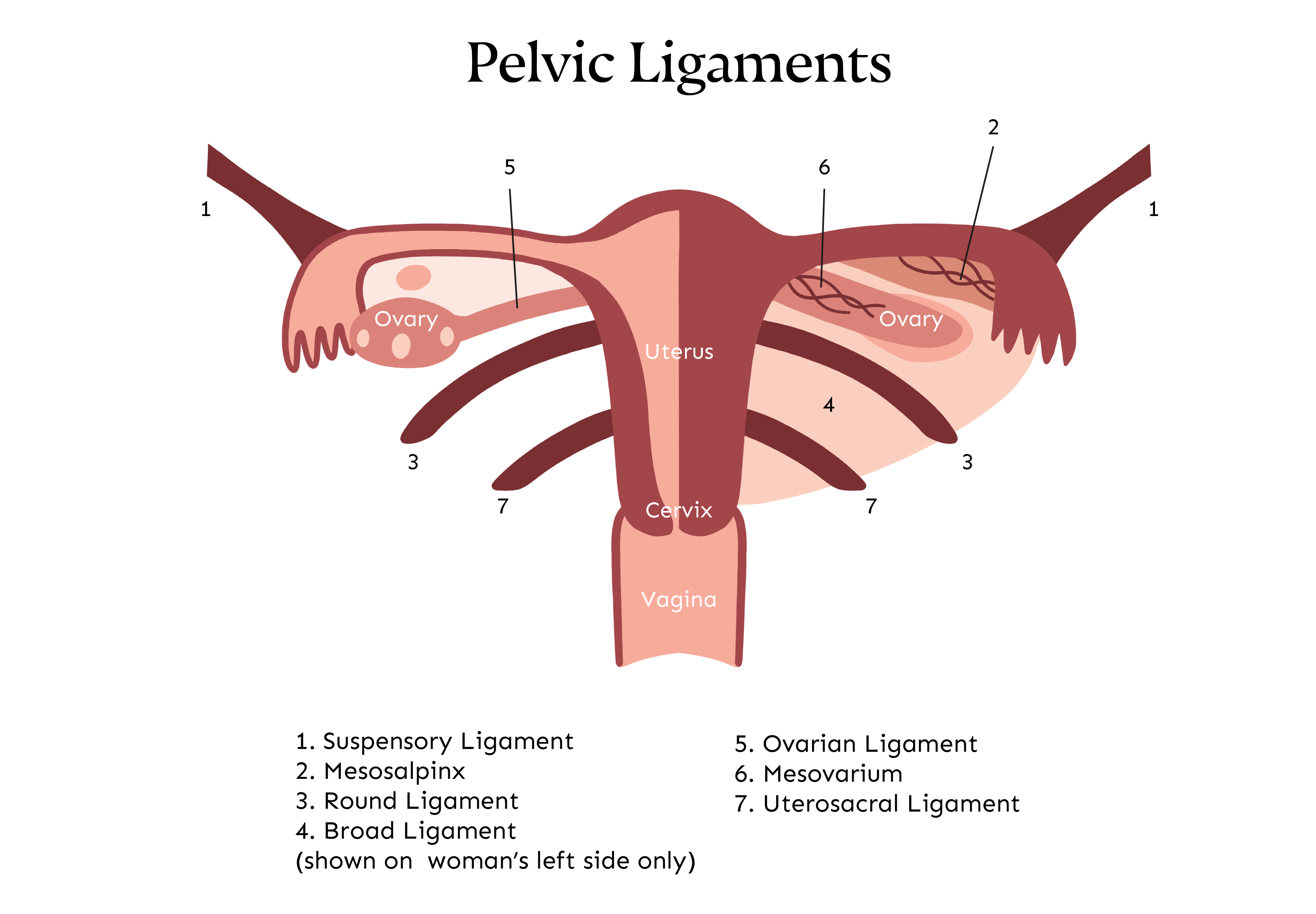pelvic ligaments illustration