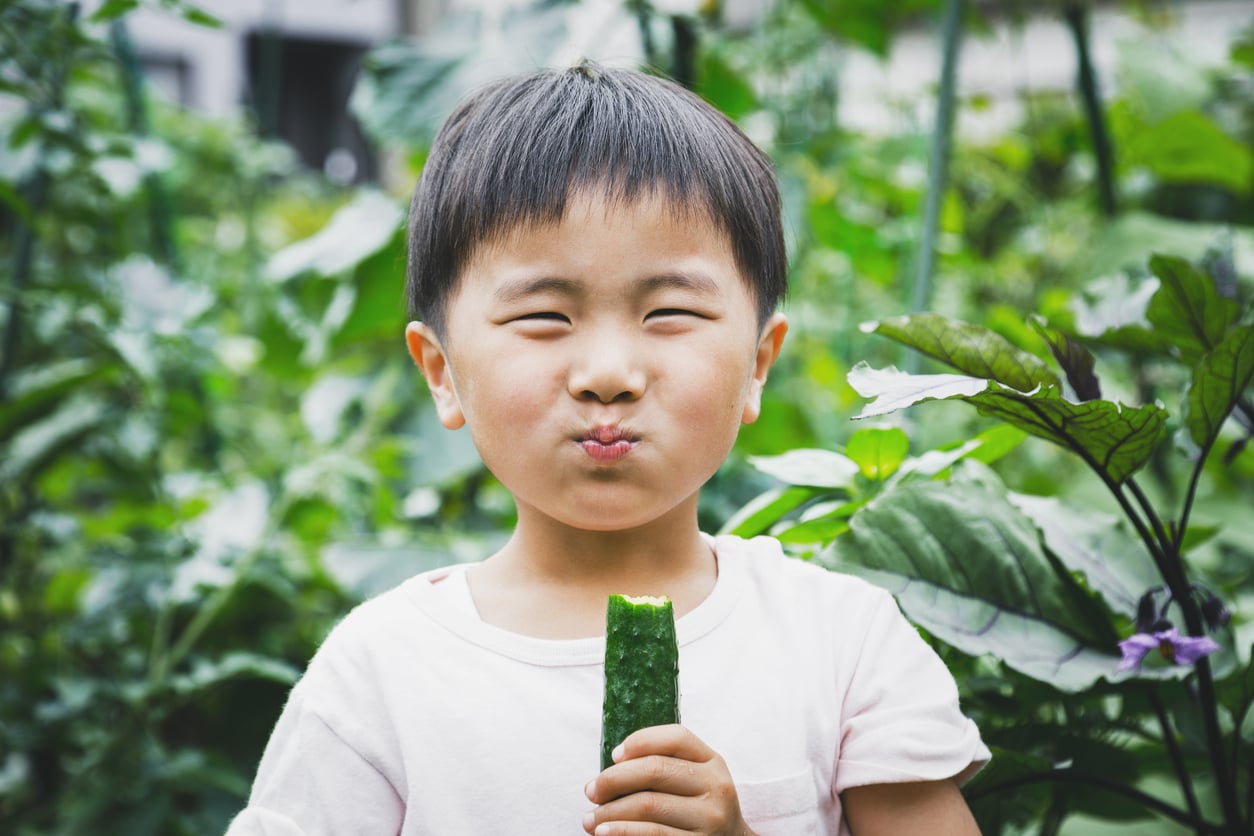 Boy eating cucumber in the farm