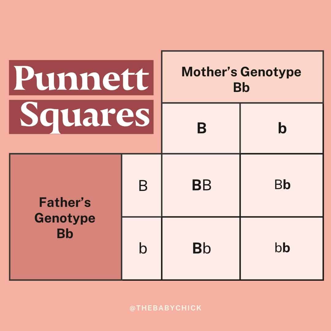 Image showing a Punnett square diagram titled Punnett Squares. On the left, labeled Fathers Genotype Bb, and at the top, labeled Mothers Genotype Bb. The grid shows combinations: BB, Bb, Bb, bb. This chart is useful for understanding eye color genetics. Creator: @THEBABYCHICK.