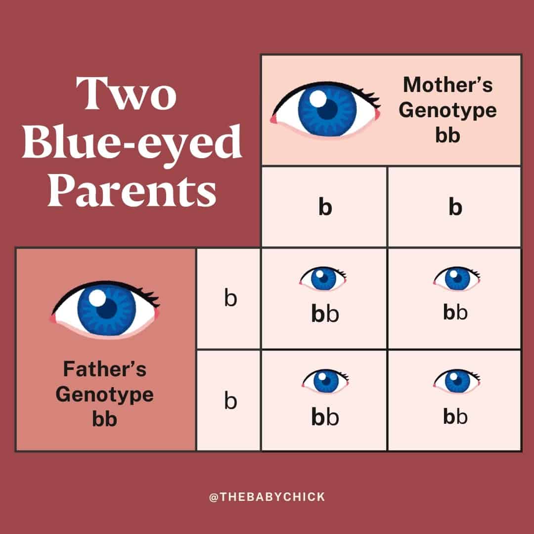 A visual representation of a Punnett square shows the possible eye color genotypes for a child with two blue-eyed parents. Both parents have the genotype bb. All potential genotypes for the child are bb, indicating blue eyes, as depicted in this informative eye color chart.