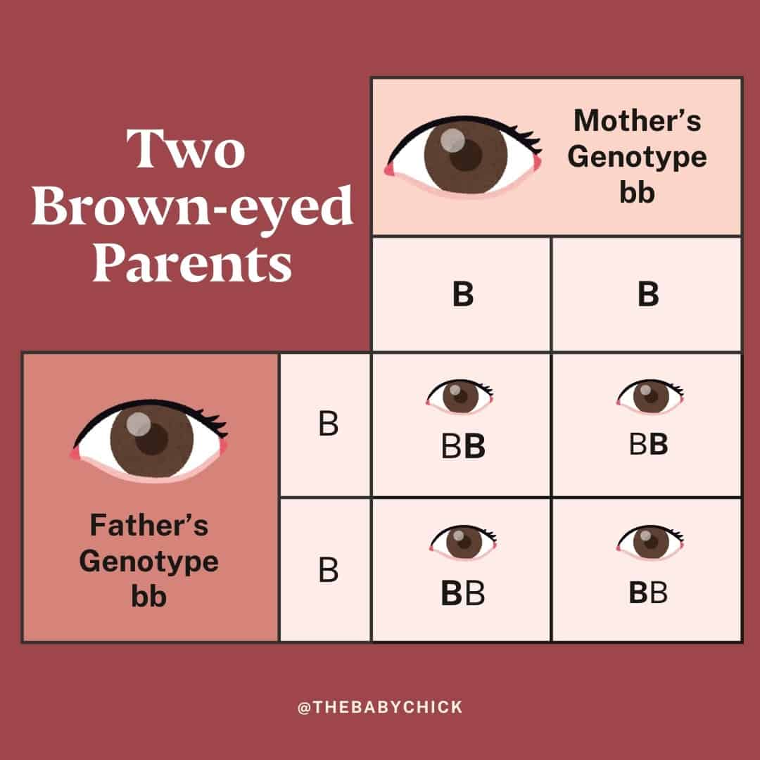 A genetic diagram shows the possible baby eye colors from two brown-eyed parents with the genotype Bb for both. It illustrates that the child can have brown eyes (BB or Bb) or blue eyes (bb) based on the combination of inherited alleles, providing a visual eye color chart for reference.
