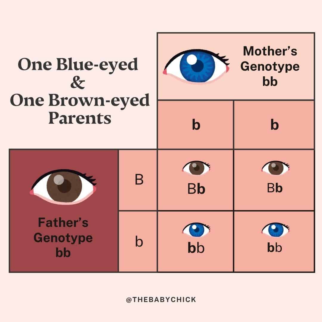 A genetic diagram or eye color chart shows potential eye color outcomes for children of one blue-eyed and one brown-eyed parent. The mother's genotype is bb (blue-eyed), and the father's genotype is Bb (brown-eyed). Possible combinations include Bb (brown) and bb (blue).