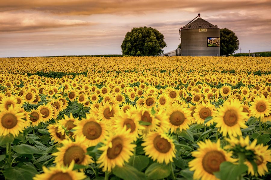 Sunflower field in Iowa
