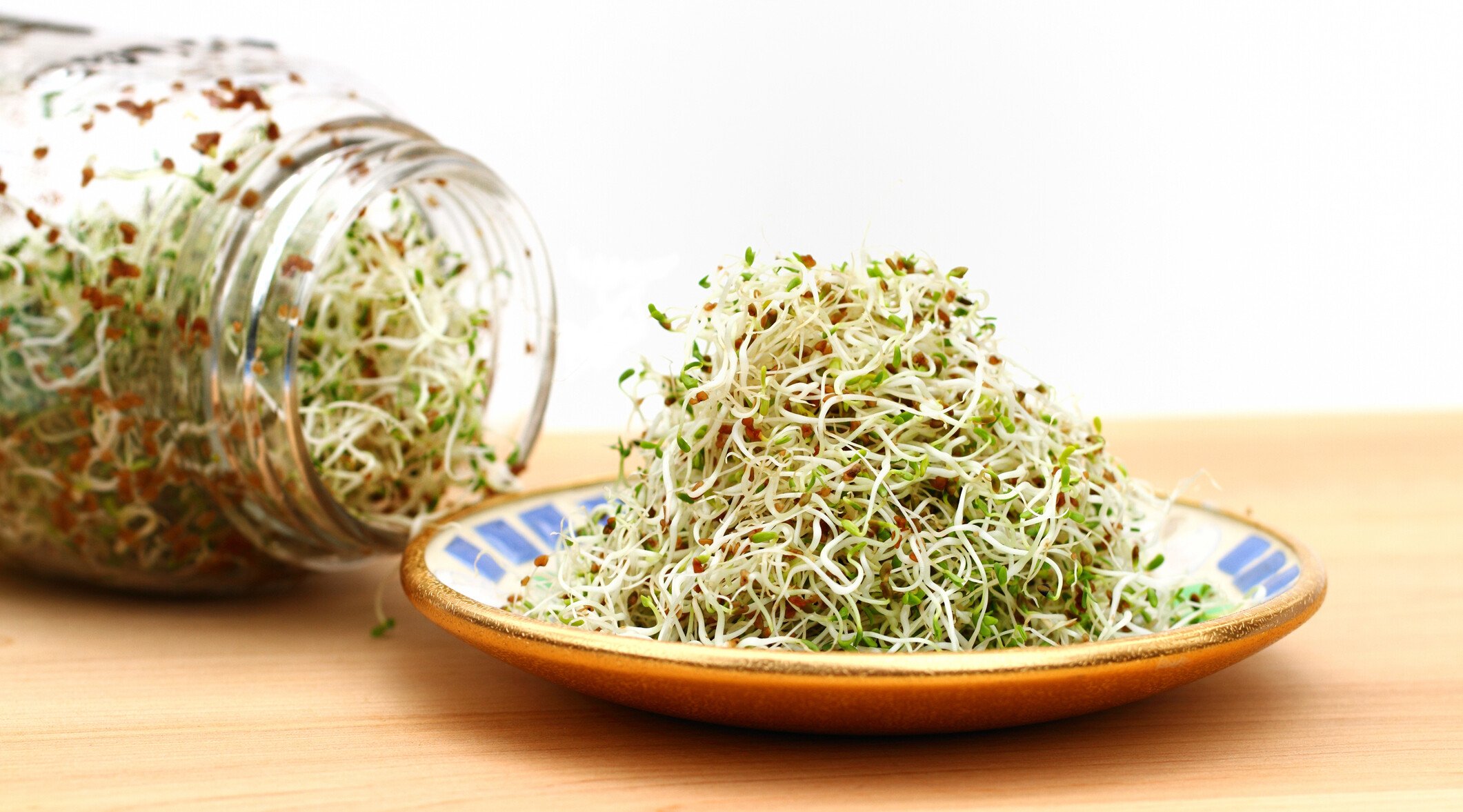 A heap of freshly grown organic alfalfa sprouts is piled on a small saucer. In the background is the sprouting jar with more sprouts.