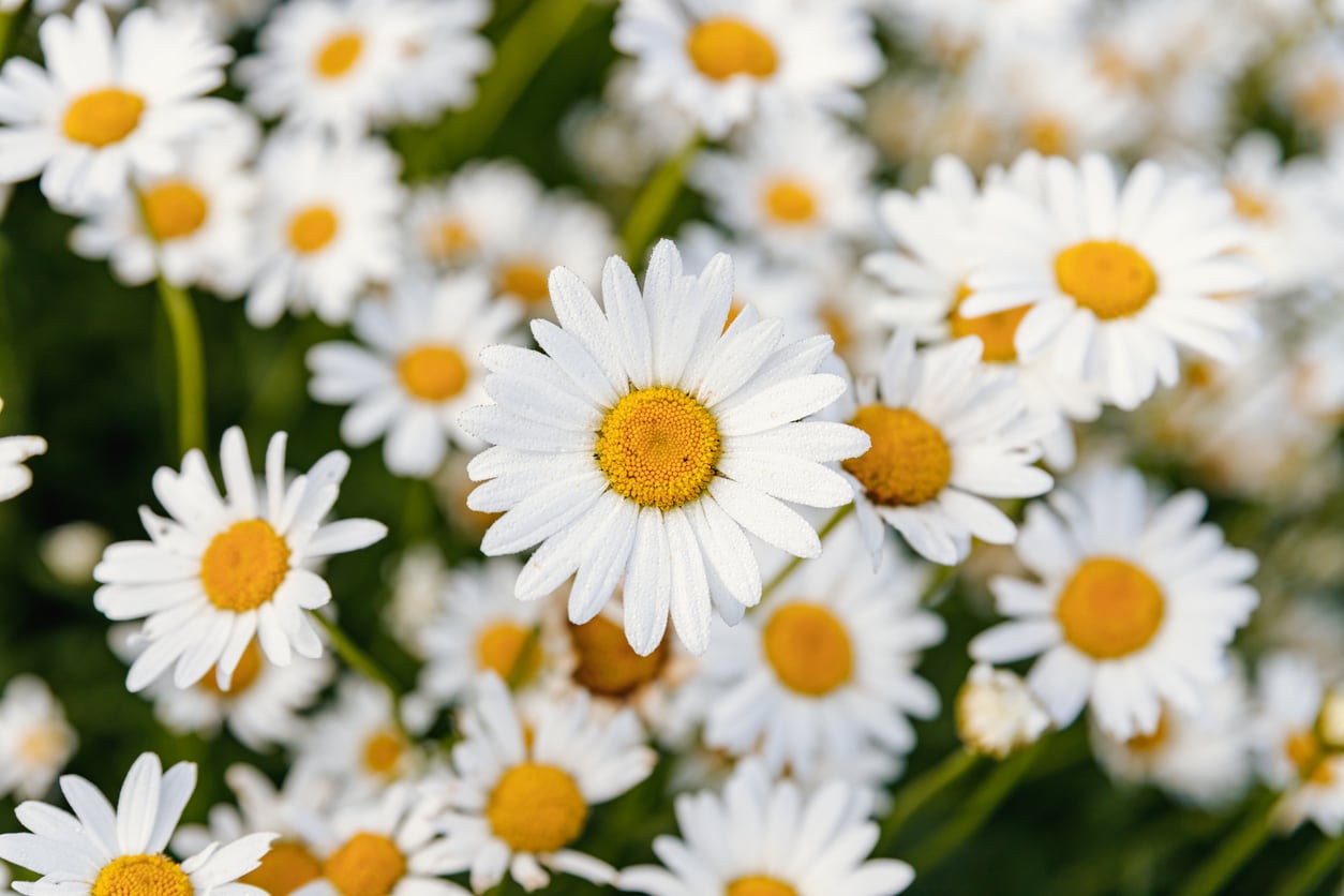 Daisies. Chamomile. Many flowers with white petals.