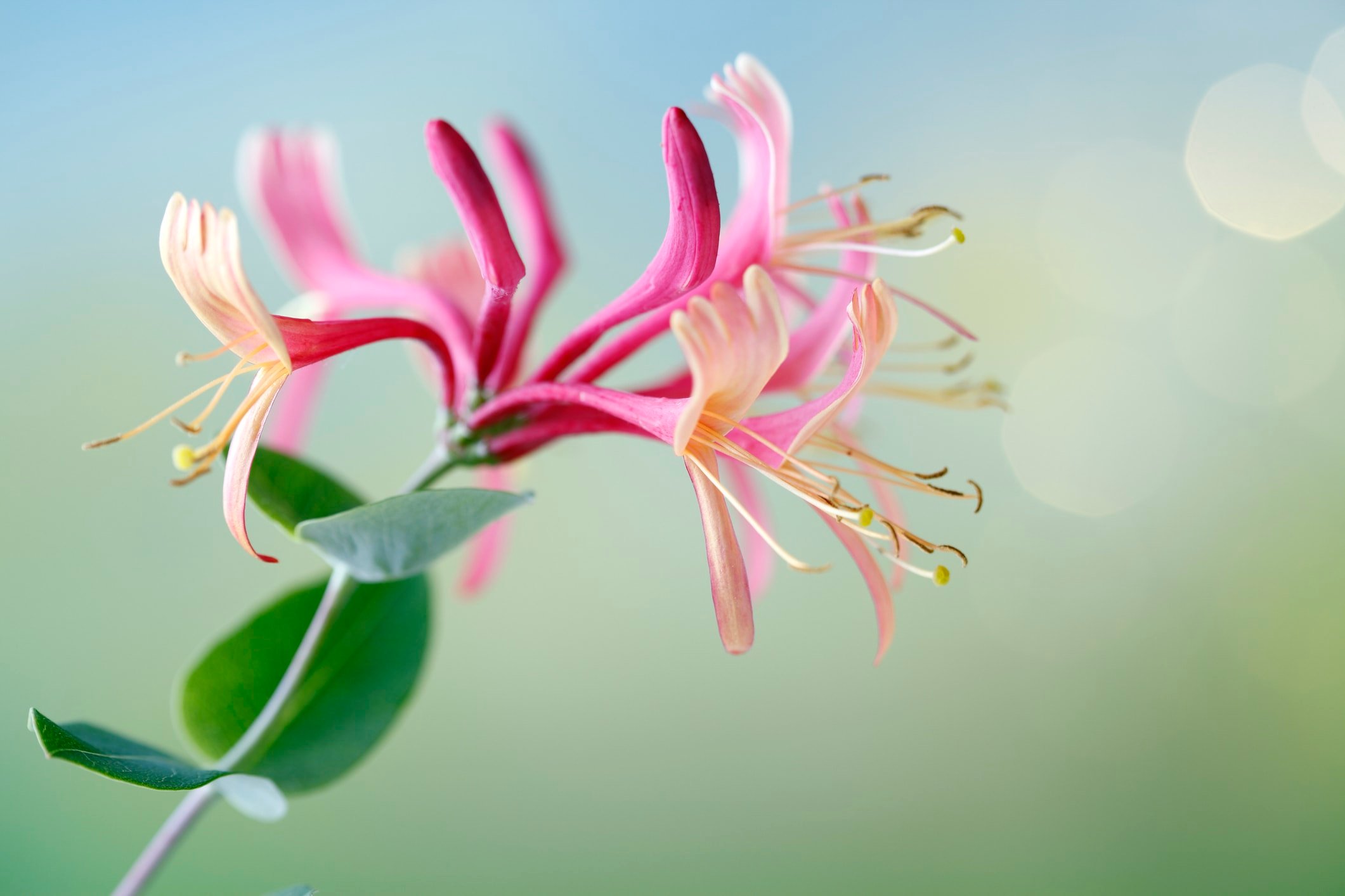"Close-up of a flower of Honeysuckle,also known as Woodbine /Lonicera Periclymenum/"