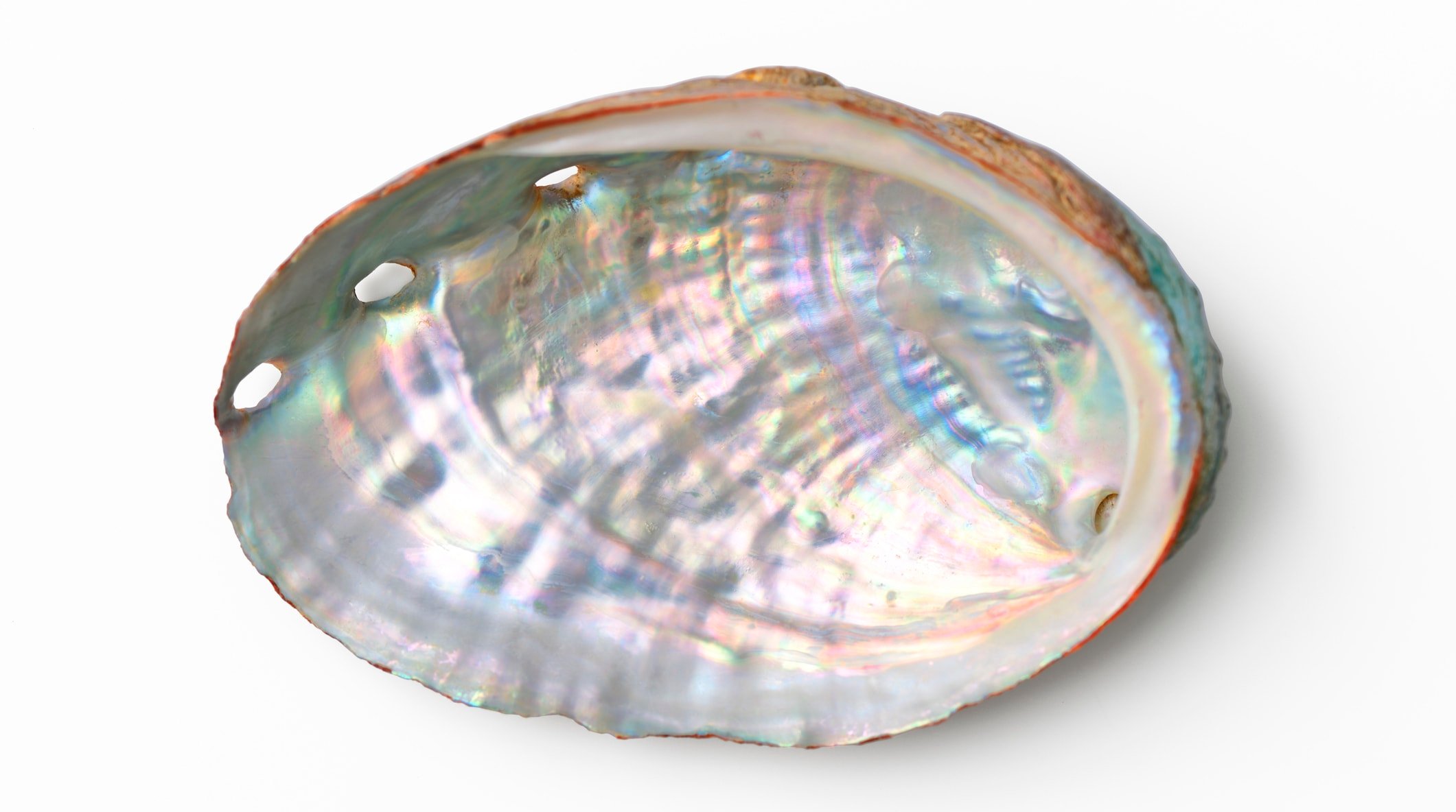Overhead shot of Abalone shell isolated on white with clipping path.