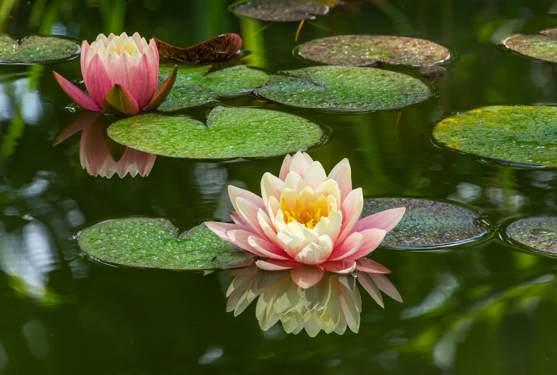 Two pink water lily or lotus flower Perry's Orange Sunset in garden pond.