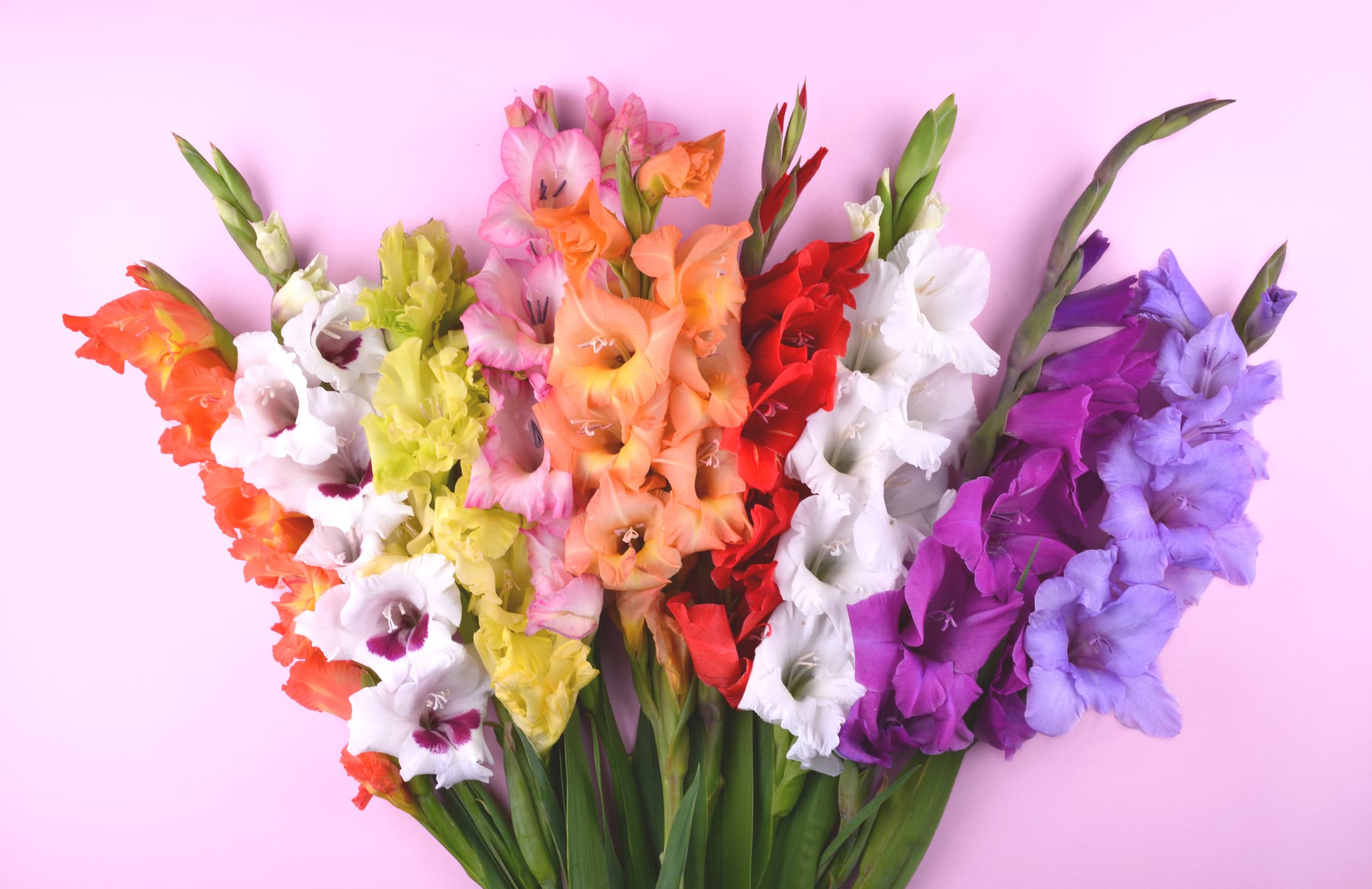 Beautiful gladiolus flowers on trendy pink background. Flat lay style.