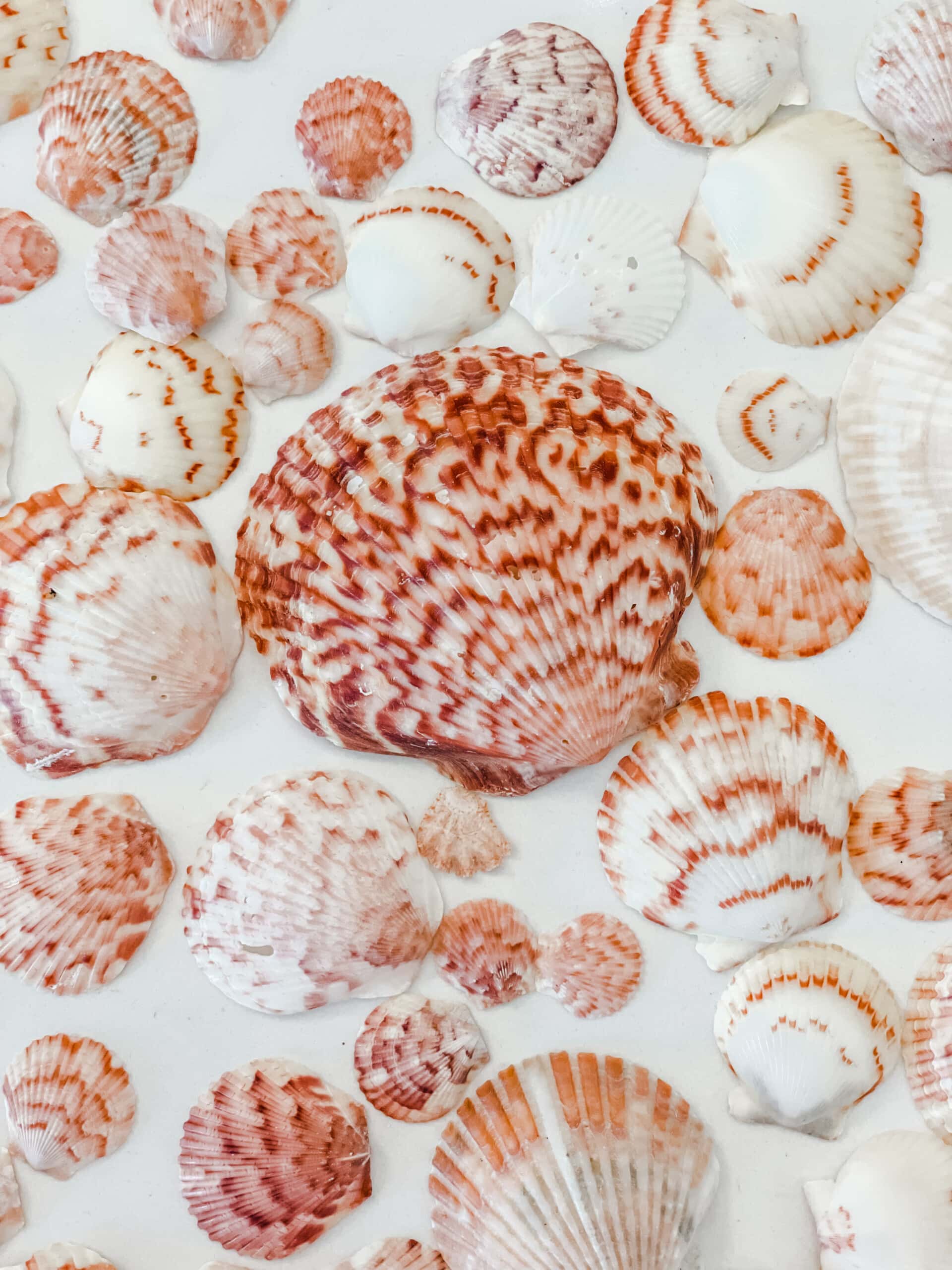 Coral colored seashells