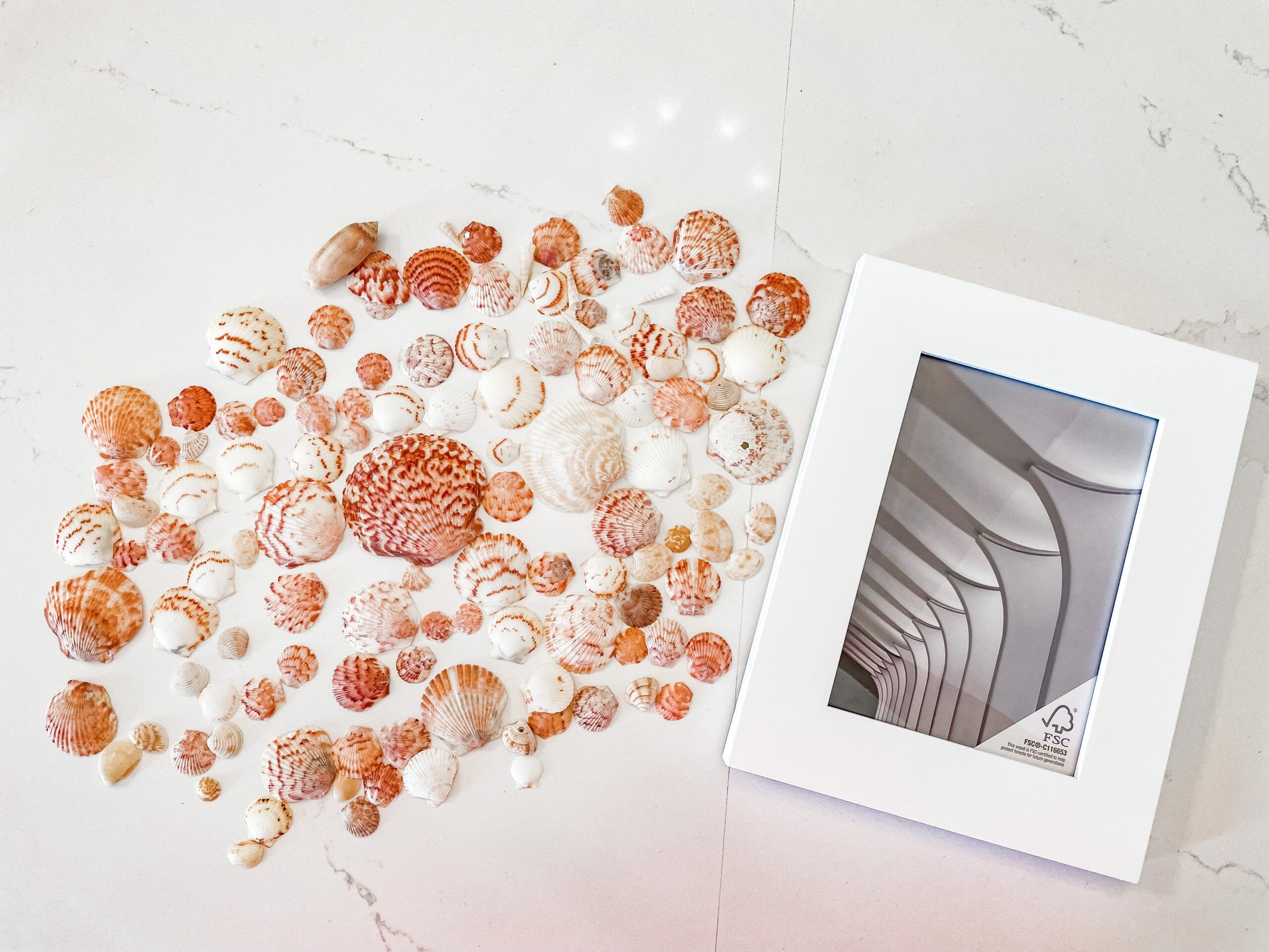 Seashells and a picture frame.