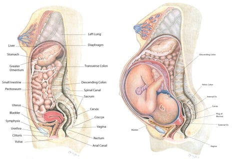 Woman's body before pregnancy and during pregnancy.