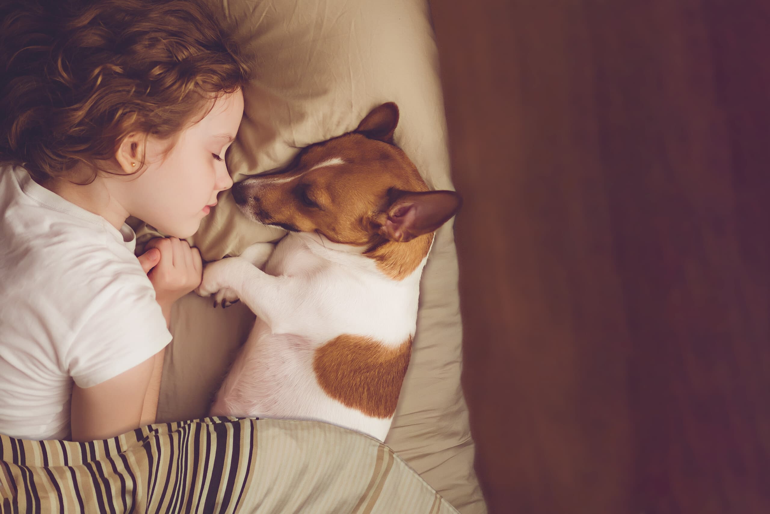 Cách nói chuyện với con bạn về việc thú cưng sắp chết