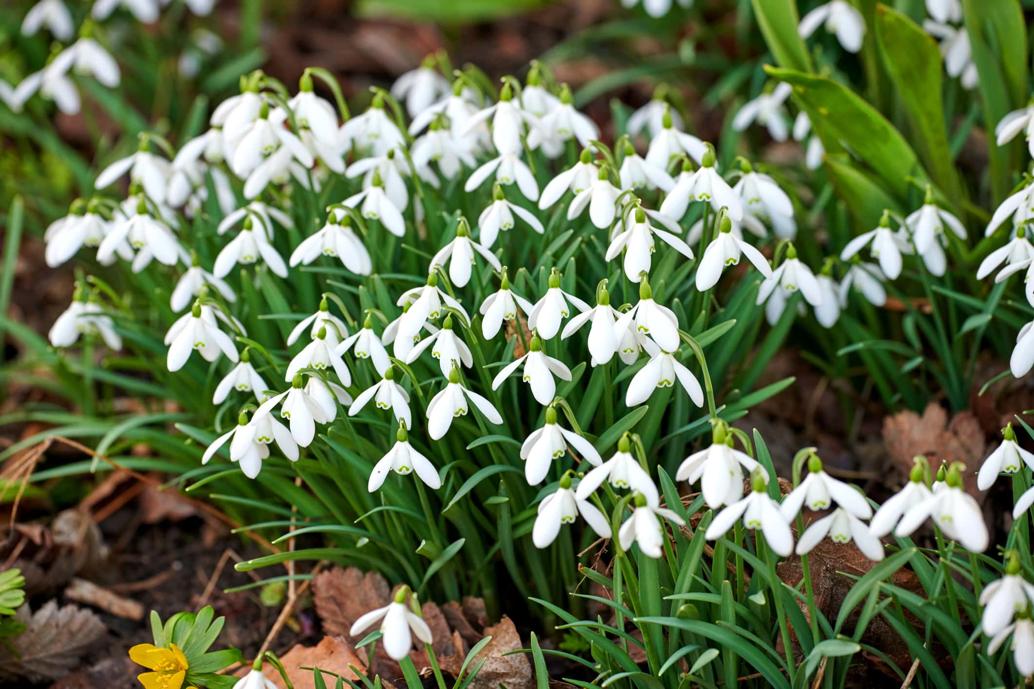 Galanthus nivalis was described by the Swedish botanist Carl Linnaeus in his Species Plantarum in 1753, and given the specific epithet nivalis, meaning snowy (Galanthus means with milk-white flowers).