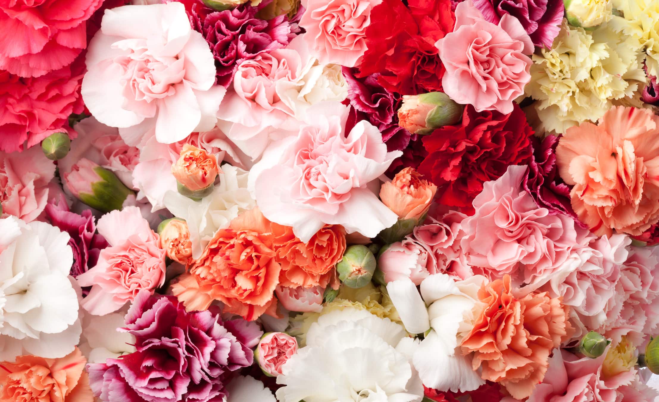 Arrangement of carnations in multicolors