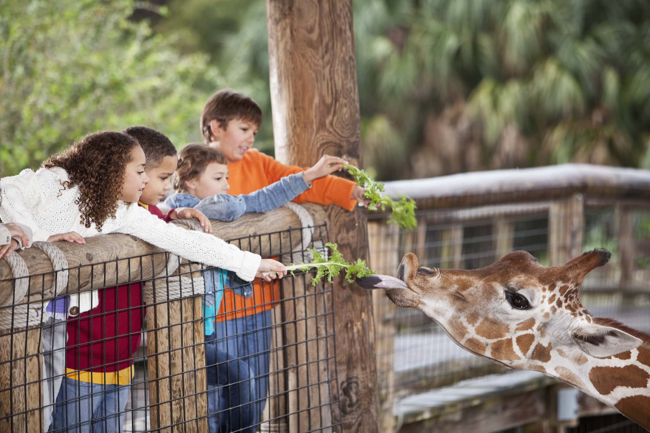 Multi-ethnic group of children at zoo feeding giraffe. Focus on giraffe and the two children in foreground.