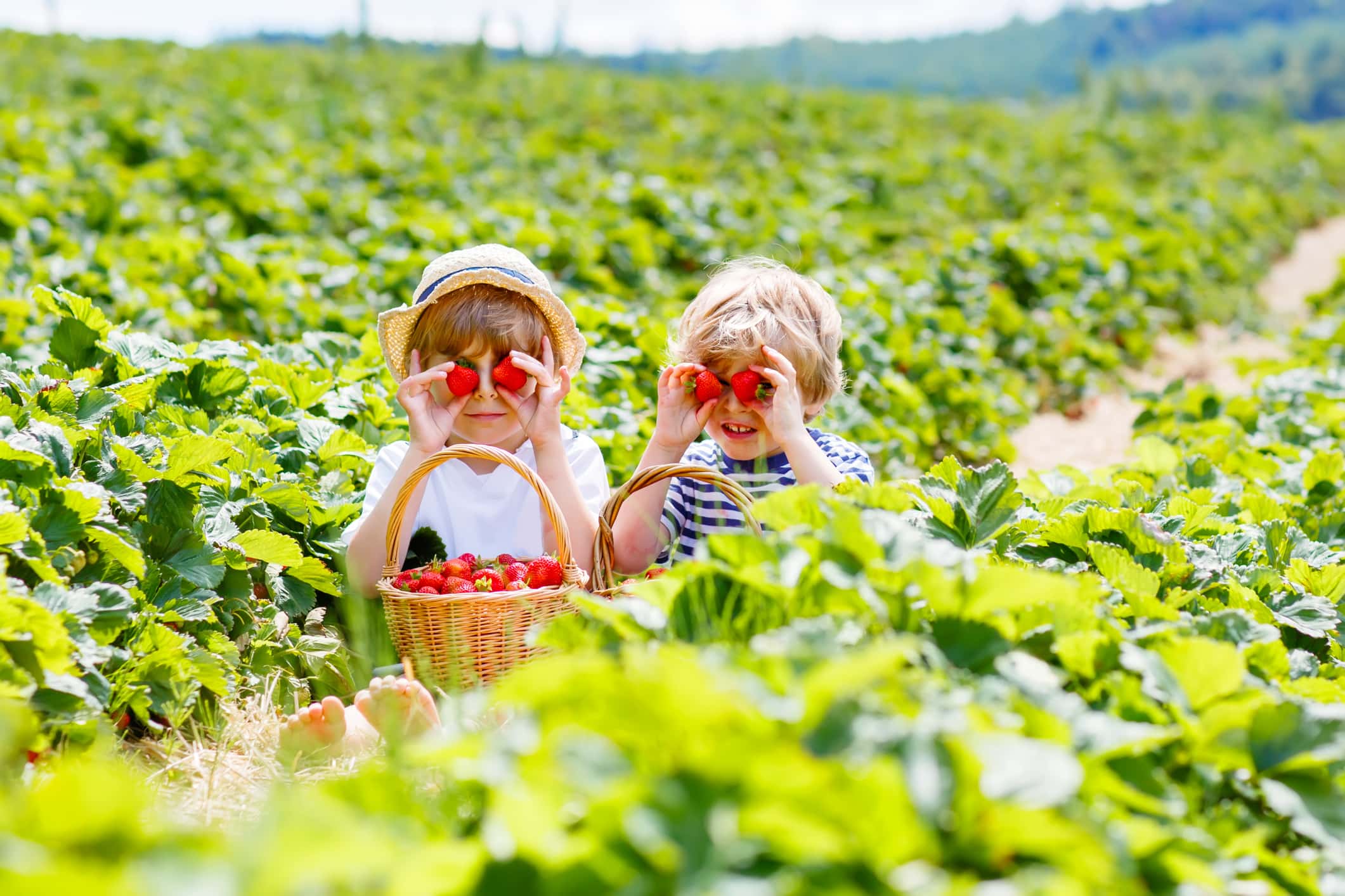 Two little sibling kids boys having fun on strawberry farm in summer. Children, cute twins eating healthy organic food, fresh berries as snack. Kids helping with harvest.