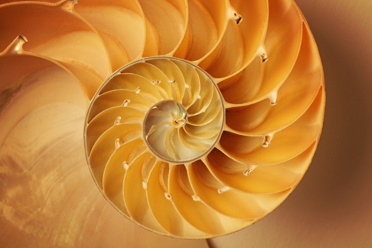 Inside of Nautilus Shell Showing Spiral