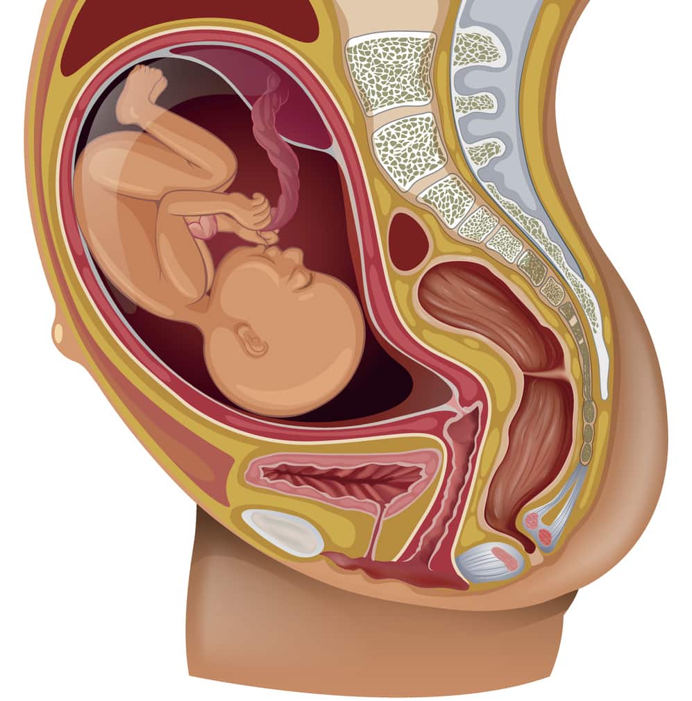 Diagram showing baby in woman womb illustration
