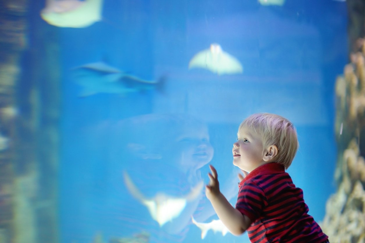 Toddler boy watches fishes in aquarium