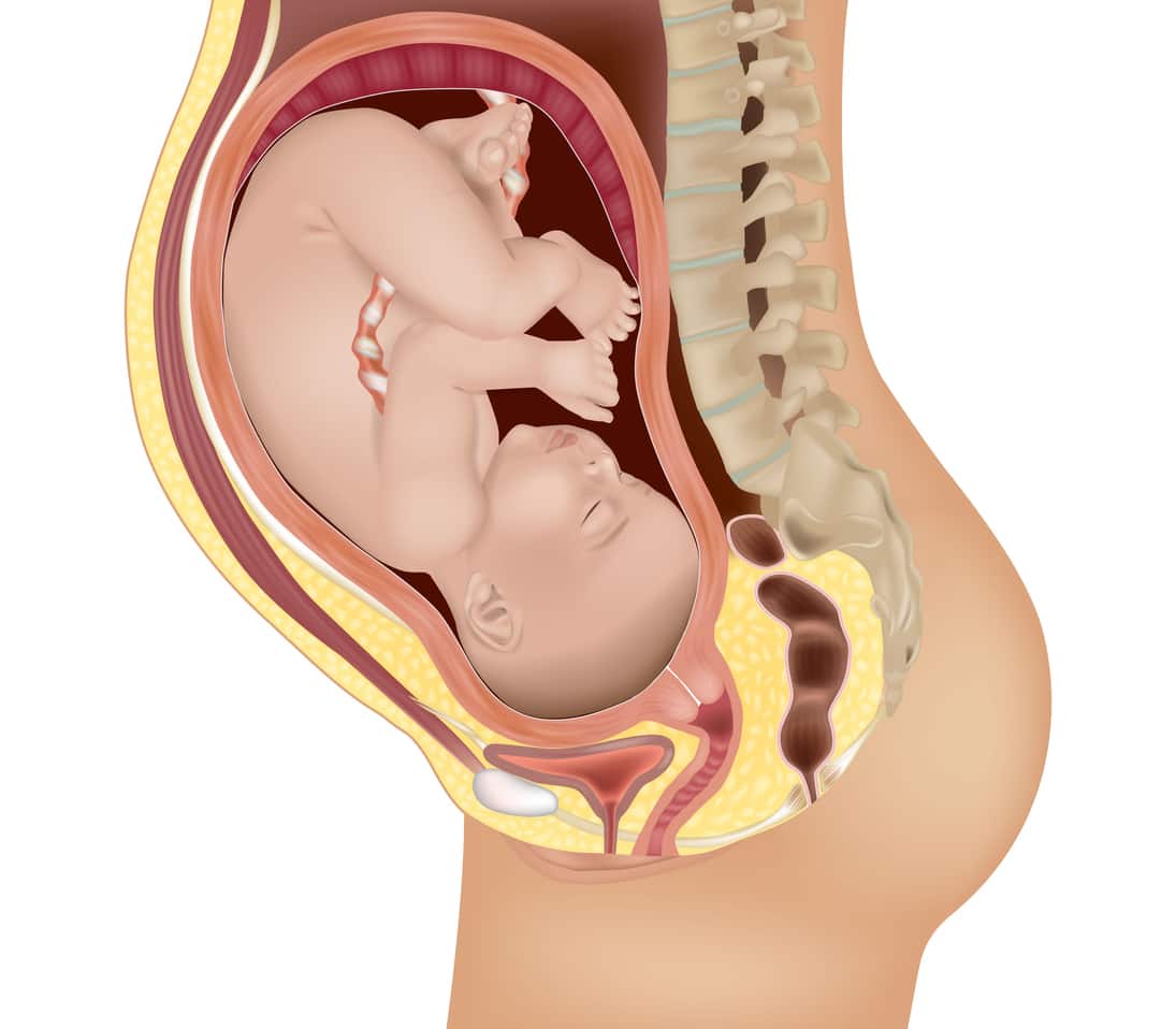 Detailed medical illustration of a baby in the womb. Fetus in Utero. 