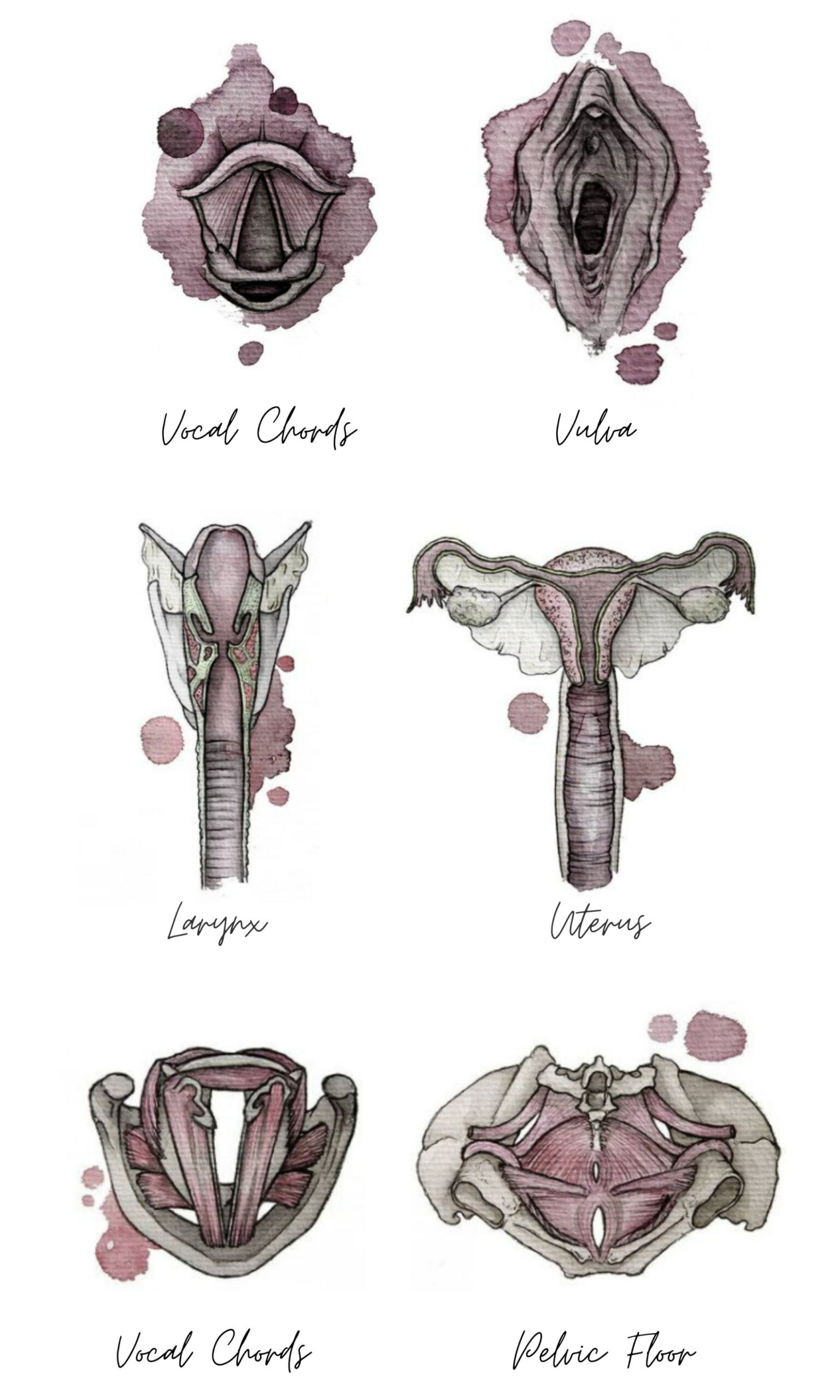 throat and pelvic floor connection - a diagram of each.
