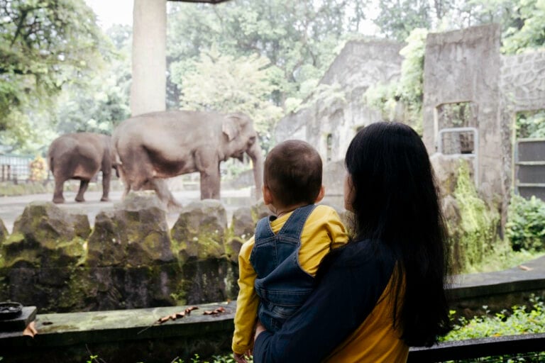 baby and his mother watching the elephants in the zoo