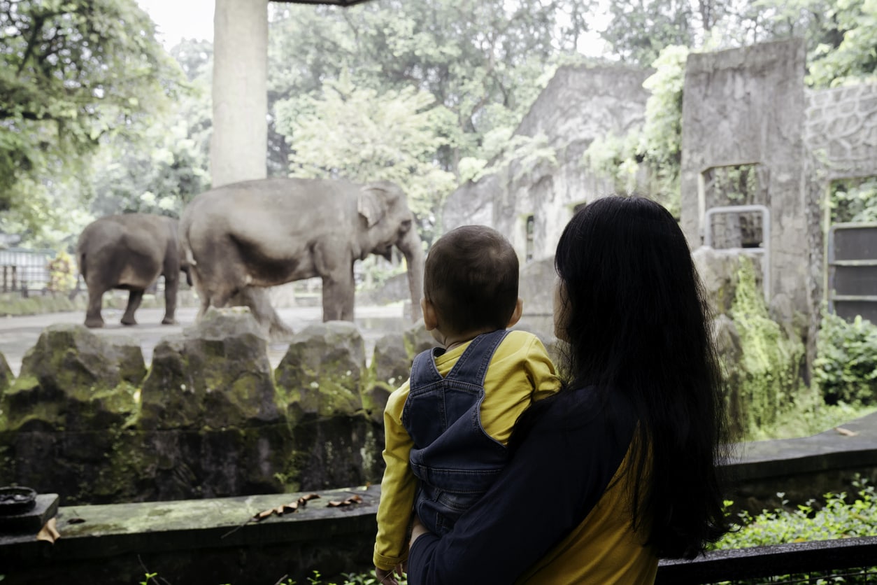 baby and his mother watching the elephants in the zoo