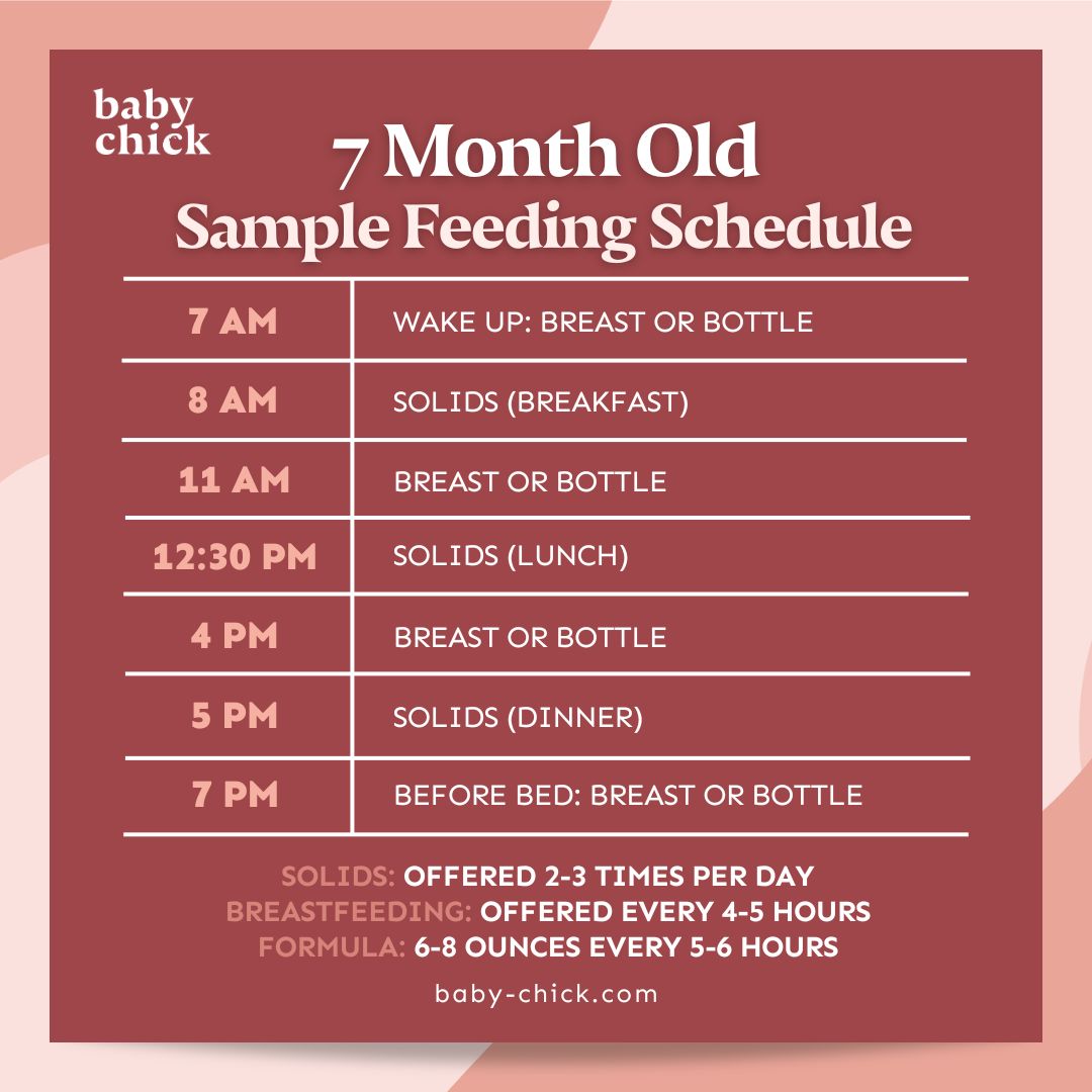 7 month old sample feeding schedule graphic